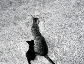 gsyv arzu karamani anneler gunu 3